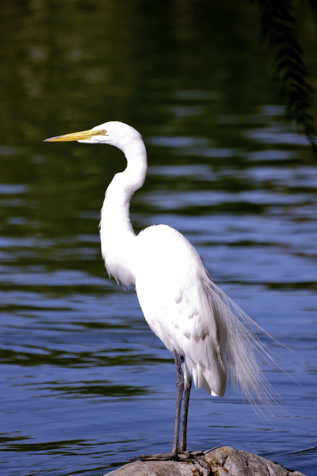 One cattle egret is a pretty bird, but hundreds can be a real nuisance.