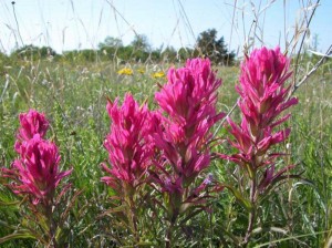 A typical prairie contains hundreds of plant and animal species. Don Young