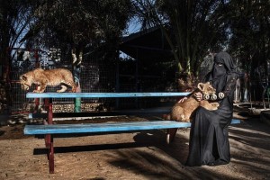 A woman plays with lion cubs born in the Rafah Zoo in Gaza.