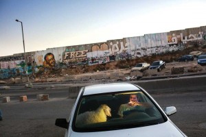 A West Bank man has a cigarette next to the sheep he’s taking home to become his family’s feast.