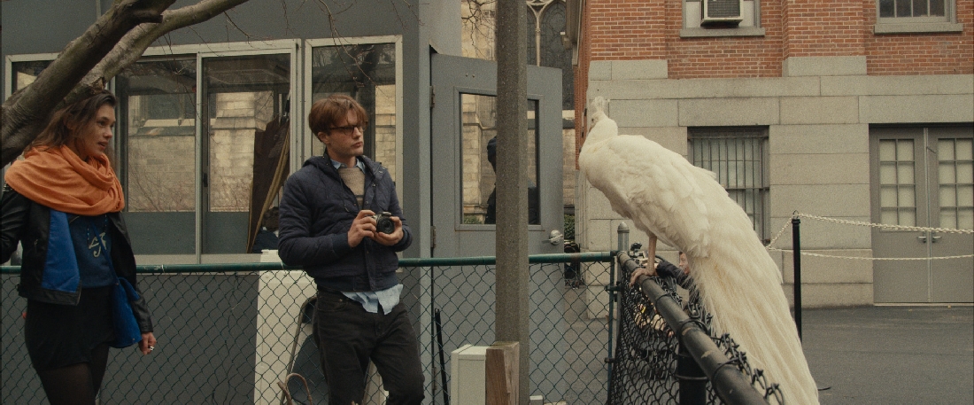 Astrid Berges-Frisbey and Michael Pitt regard a white peacock in I Origins.