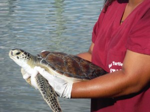 The most endangered sea turtle in the world makes its home in the Laguna Madre.  Stephanie Herweck