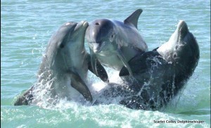 The hyper-saline bay is a unique ecosystem, home to countless varieties of fish and marine mammals.  Scarlet Colley