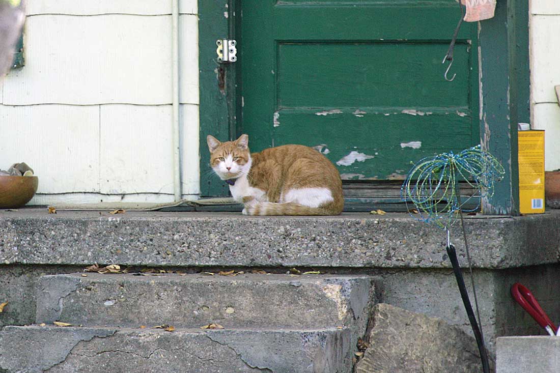 Dozens of abandoned cats still stay close to homes from which the people are gone.