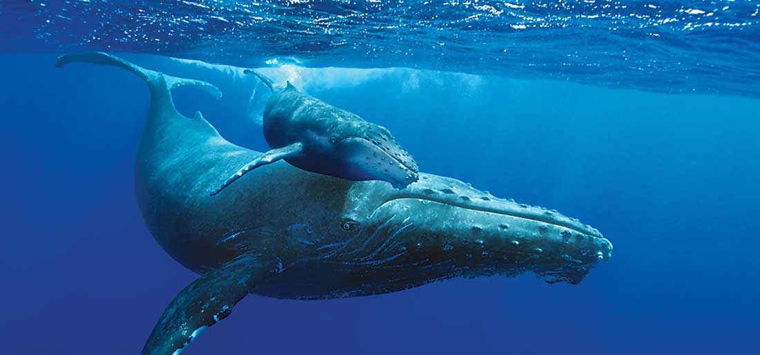 Fort Worth Museum of Science and History plays Humpback Whales in its IMAX theater.