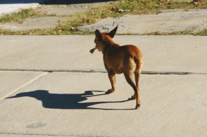 dog-bone