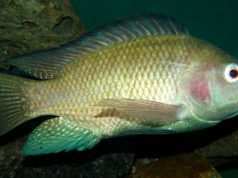 Dallas Cowboys Off Asides On Green Bay Packers, Cletus Atkiss