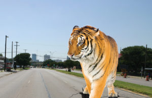 TIGER Prowls East Lancaster