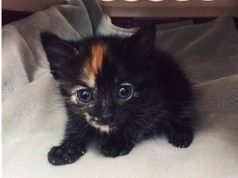 Kitten Survives Komodo Dragon Scare At Fort Worth Zoo