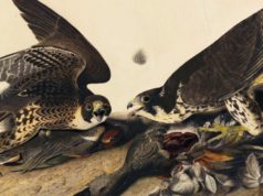 Lone Star Film Festival Report (Days 1-2)