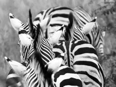 Cordelia Bailey’s “Retreating Zebras”