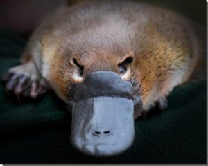 THIS PLATYPUS SAYS, "DON'T EVEN THINK ABOUT IT, GRADY SPEARS."