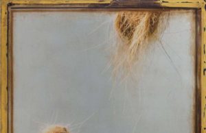 Kris Cox’s “Highland Icon 4744”