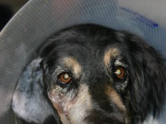 Dog Shot By Vote Canvasser (UPDATED)