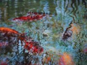 Soon Warren’s “Koi Pond Reflection II”