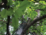 When a Cart in a Tree Is Art