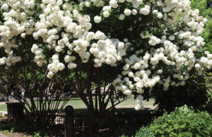 Shutterbug Shakedown