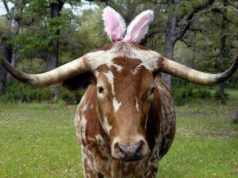 ATE DAY8 of Easter Brunch