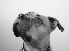 ATE DAY8 a Week // Animal Appetites