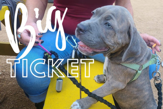 Animaltastic Gifts for You & Yours or Me, Myself, and I