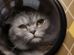 Argylle: Bad Patterns