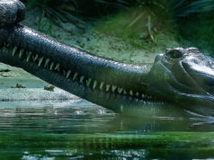 Best Of … Zoo Animals!