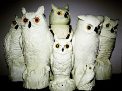 Crosstown Sounds 7.31 // Creature Feature: It’s All in a Name