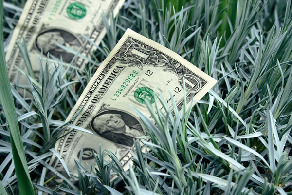 One dollar bills in the grass