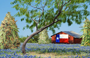 Why Ordering Cannabis Online Is Still Risky in Texas