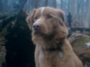 Good Boy: Scaredy Dog