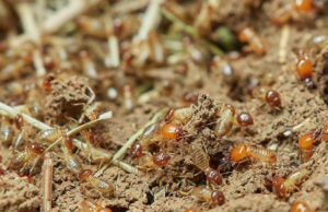 Frisco’s Growth Is Fueling a Surge in Residential Pest Activity