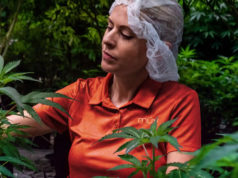 Top 7 Indica Cannabis Strains Available at Dispensaries in Orlando