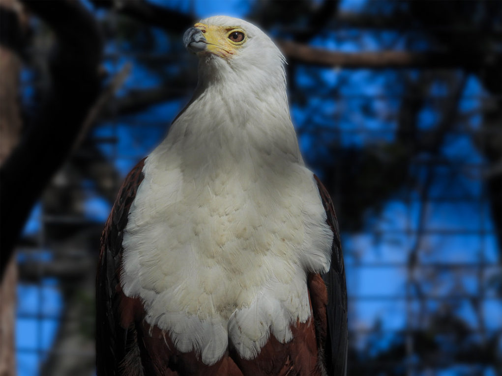 New African Fish Eagle