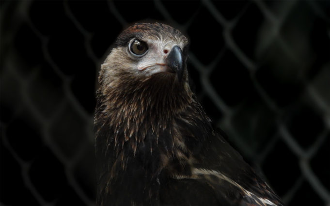 Ftr_7-29_Young-african-fish-eagle