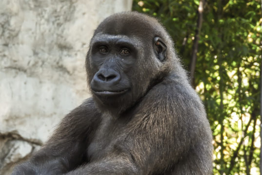 Go-Go Gorillas