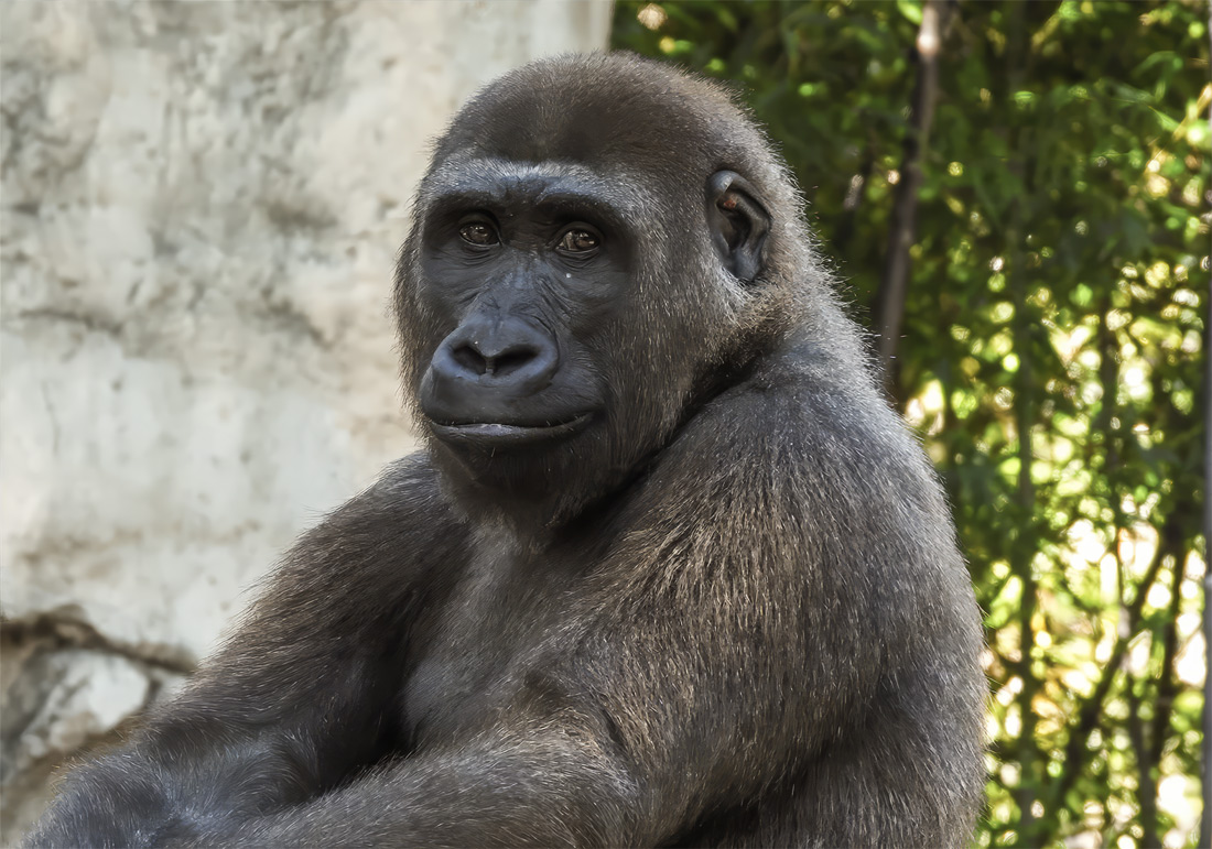 Go-Go Gorillas — Fort Worth Weekly