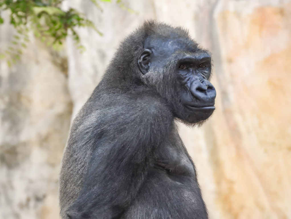 Go-Go Gorillas