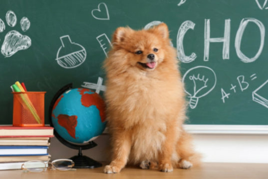 Back to (Obedience) School