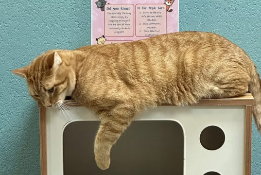 Big Ticket: The Cozy Catfe
