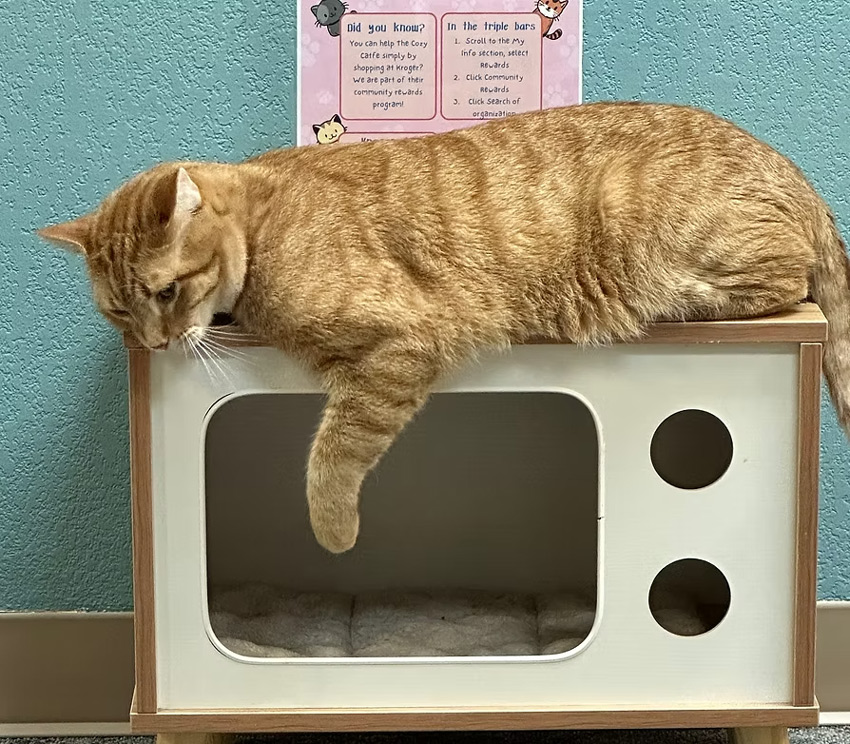 Big Ticket: The Cozy Catfe — Fort Worth Weekly