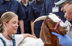 How a Career in Veterinary Medicine Can Make a Difference in Your Community
