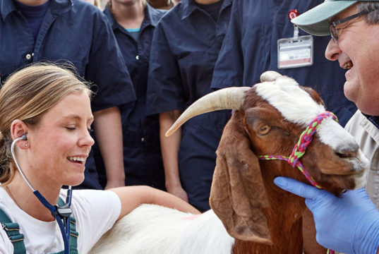 How a Career in Veterinary Medicine Can Make a Difference in Your Community