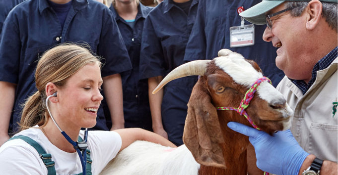 Veterinarian