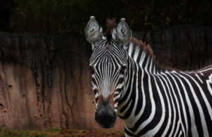 Zebras Redux