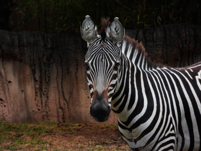Zebra1