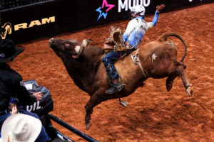 bull rider